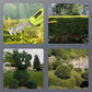 🏆LAST DAY SALE 50% OFF🔥2-in-1 Cordless Shears and Hedge Trimmer