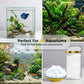 🥳2026 HOT SALE🥳💞50K+ SOLD!🐠💧 50% OFF! Algae Control Tablets – Stops Blooms At Cellular Level. Keep Your Tank Crystal Clear. 🐟✅